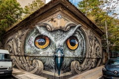 vpphotography_WD-owl-Athens